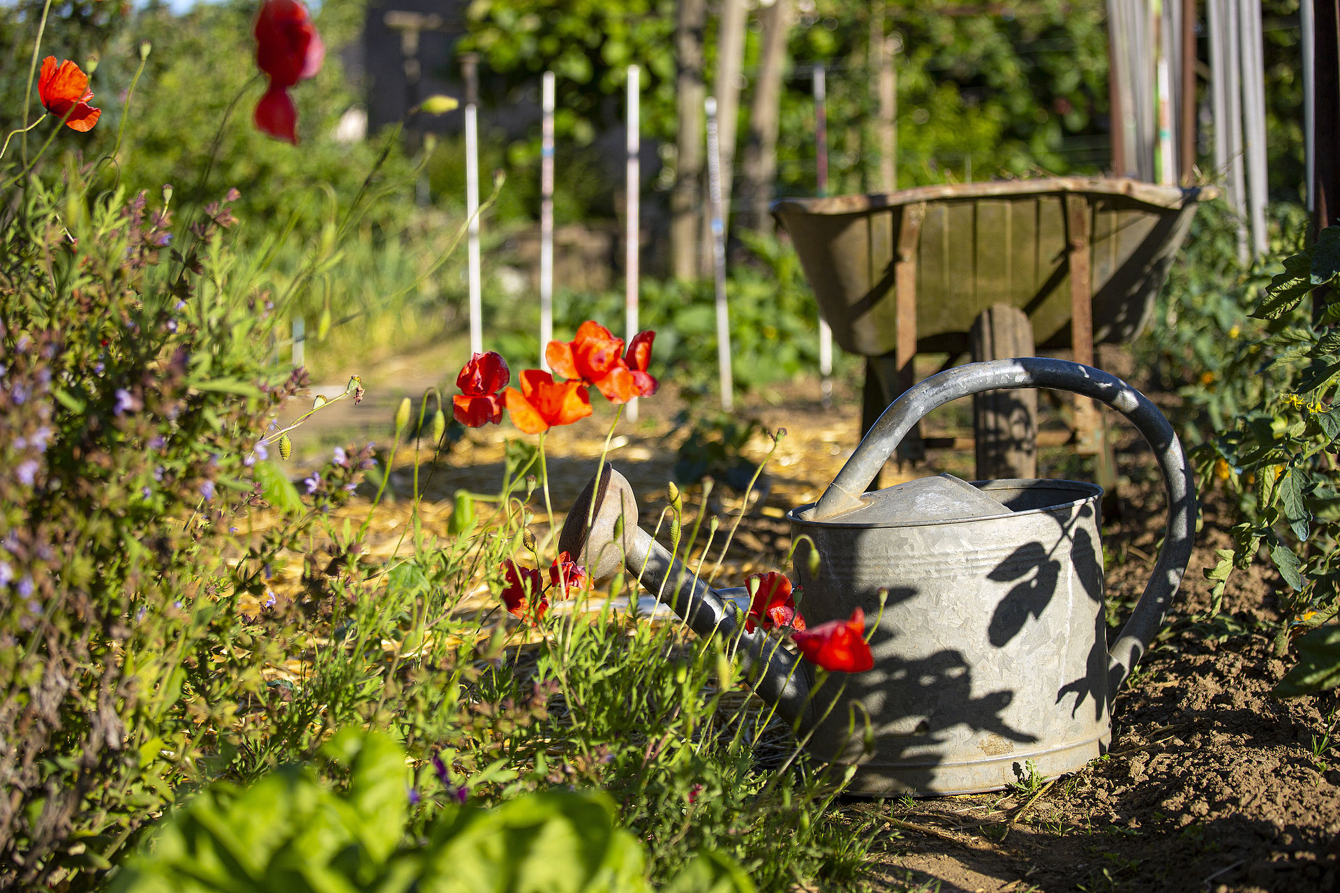 Petit jardin potager fleuri au printemps.